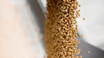 El dato que impulsó a la soja y los cereales en Chicago y nadie esperaba
