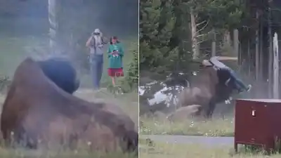 Se acercó a un bisonte de 900 kilos para una foto y el animal lo lanzó por los aires