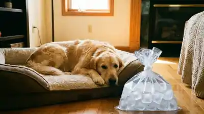 Un truco simple para el calor: cómo usar una bolsa con hielo para refrescar a tu perro