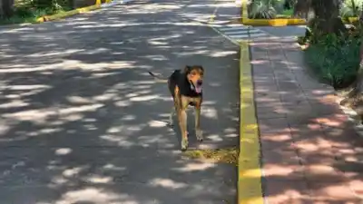 Hallan a “Flaco”, el perro extraviado de una YPF tucumana en avenida Jujuy
