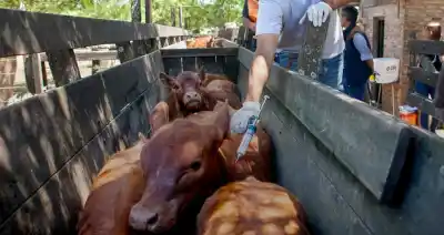 La segunda campaña de vacunación contra la aftosa: un ahorro millonario que sorprende al campo