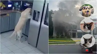 Un perro encendió la tostadora y provocó una tragedia: murieron tres mascotas