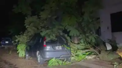 El árbol cayó sobre su dormitorio y no tuvo escapatoria: la tragedia que nadie esperaba