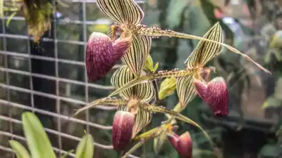 Malasia: la flor que tarda 15 años en aparecer y vale una fortuna
