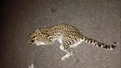 Un ocelote muerto en la ruta 321 de Burruyacú reaviva la alarma por la fauna tucumana