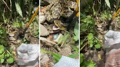 Una serpiente apareció en un edificio de Tafí Viejo y generó pánico entre los vecinos