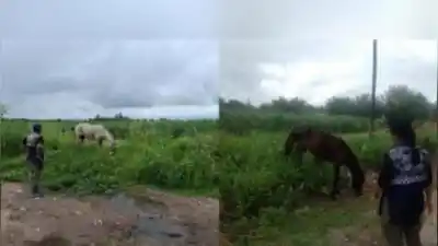 Policía de Tucumán recupera caballos robados tras intenso rastrillaje en el sur
