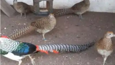 Un hombre detenido en La Matanza traficaba más de 200 aves protegidas por redes sociales