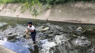 Operativo de rescate en el Parque 9 de Julio salva a un perro que cayó a un canal