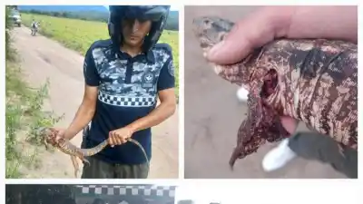 Rescatan dos caragüayes en El Cadillal y los devuelven a su hábitat en Tucumán