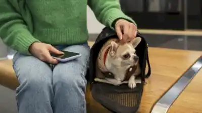 Nueva norma nacional permite viajar con mascotas en micros y trenes de larga distancia