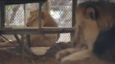 El comienzo del fin: el viaje que cambiará para siempre la vida de los animales del zoológico de Luján