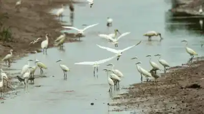 Alerta sanitaria en Buenos Aires: Detectan influenza aviar en aves silvestres de una reserva natural