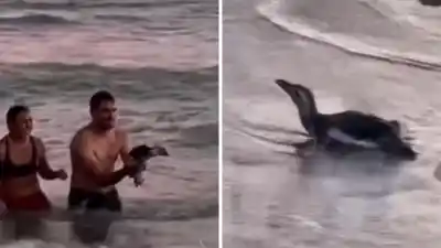 La escena en Monte Hermoso que desató una ola de indignación en las redes
