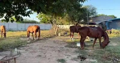 El increíble rastro que llevó a cinco caballos de polo robados hasta un cementerio santiagueño