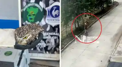 Búho herido en Aguilares: el salvataje que destapó una denuncia por maltrato animal