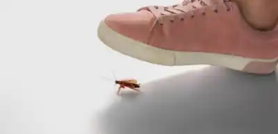 El peligro oculto que liberás al aplastar una cucaracha en tu casa