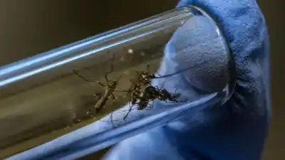 Tucumán alcanza un récord sanitario: 26 semanas sin dengue y se prepara para la influenza H3N2