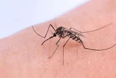 Nueva confirmación de chikungunya en Tucumán: qué se sabe del caso y la alerta sanitaria