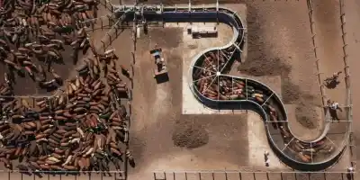 Una alianza millonaria en Salta que busca cambiar las reglas del juego de la carne argentina