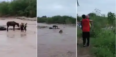 Rescate extremo en el Río Salí: Un hombre y su caballo a merced de la furiosa corriente