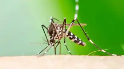 Alerta en Tucumán: Tres nuevos casos de chikungunya elevan la preocupación sanitaria