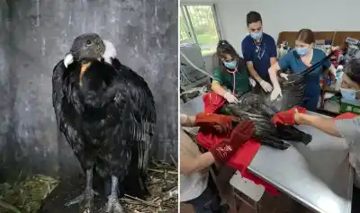Rescate en la montaña: El hallazgo que movilizó a toda una provincia para salvar a un gigante herido