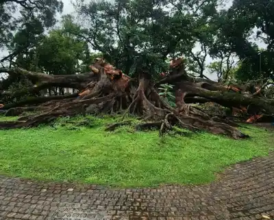 El histórico gomero del Parque Avellaneda se desplomó tras las intensas lluvias