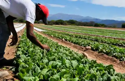 Millonaria inyección de fondos llega a los productores tabacaleros de Tucumán: ¿Cómo impactará en la próxima campaña?