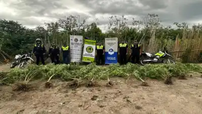 Operativo policial en Arcadia descubre un cultivo de marihuana de 2,5 metros junto al río Gastona