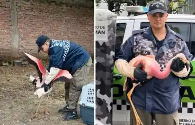 Operativo inesperado en La Florida: lo que encontraron en una casa dejó a todos en alerta