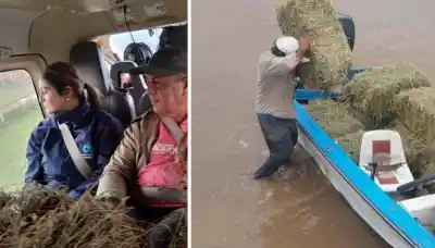 Helicópteros en acción: el dramático rescate de animales que quedaron atrapados en el barro de Tucumán
