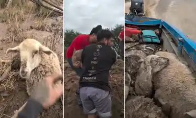 Rescate desesperado en el río Marapa: el dramático operativo para salvar a decenas de animales atrapados
