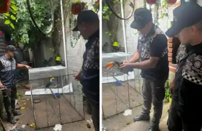 Un tucán enjaulado en La Cocha: el hallazgo que activó un operativo especial