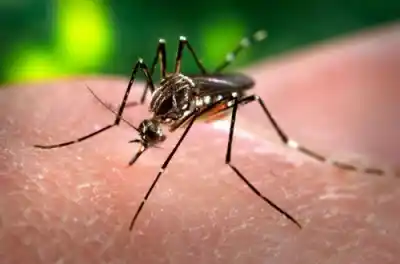 Alerta en Tucumán: Detectan nuevos casos de chikungunya y piden acción inmediata