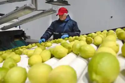 ¿Qué esconde el leve repunte de las exportaciones tucumanas? Un dato clave revela un cambio profundo