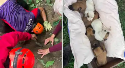 Alto Verde: El peligroso rescate de una familia canina que mantuvo en vilo a los bomberos