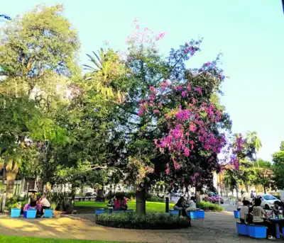 El secreto que florece en la plaza San Martín: el árbol que nació de un recuerdo personal
