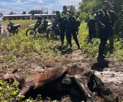 Lo que encontraron abandonado en un campo dejó en shock a las autoridades: el rescate que derivó en una causa judicial