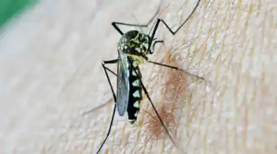 Aumentan casos de chikungunya en la región: qué hallaron en los controles domiciliarios