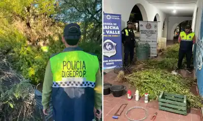 Operativo en Amaicha del Valle desarticula plantación de marihuana con plantas de hasta dos metros