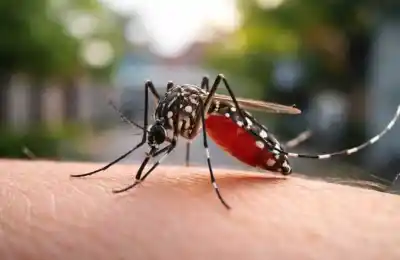 Brote de chikungunya registra un aumento explosivo de casos en una semana