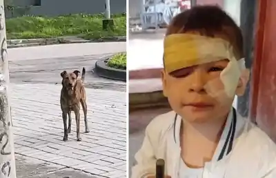Un perro suelto entró a su casa y lo que le hizo al niño dejó a todos en shock