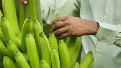 Una fruta que desafía el tiempo: el secreto genético que acaba de recibir dos sellos clave