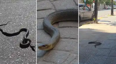 En plena calle céntrica apareció algo que nadie esperaba ver: las imágenes que generaron revuelo