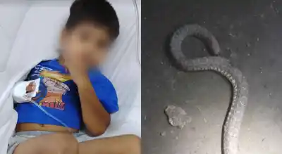 Un niño fue atacado en su propia casa y lo que encontraron los médicos dejó a todos en vilo