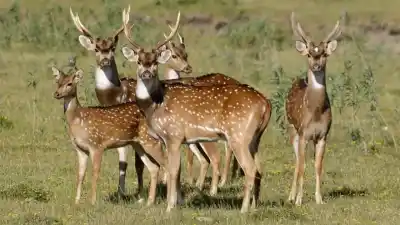 Una solución radical para una plaga que amenaza los campos: lo que planean hacer con estos animales