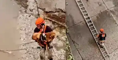 Un animal quedó atrapado en un canal con fuerte correntada: así fue el dramático rescate