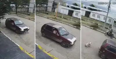 Indignación en Aguilares: atropellaron a un perro y lo abandonaron sin asistencia