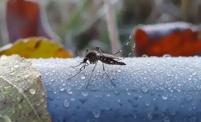 Tres casos de chikungunya confirmados en Yerba Buena: qué se sabe hasta ahora